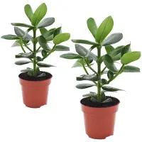 FloraStore Pommier baumier - Set de 2 - Clusia rosea'Princess'- Hauteur 25-35cm -⌀12cm