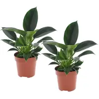 FloraStore Plante verte - Set de 2 - Philodendron'Green Princess'- H20-30cm -⌀12cm