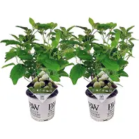 FloraStore Hortensia - Set de 2 - Hydrangea'Strong Annabelle'- Hauteur 30-40cm -⌀19cm