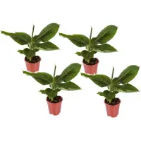 FloraStore Bananaier nain - Set de 4 - Musa'Oriental Dwarf'- Hauteur 25-40cm -⌀12cm