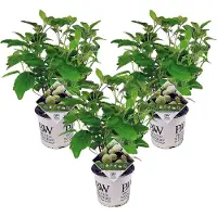 FloraStore Hortensia - Set de 3 - Hydrangea'Strong Annabelle'- Hauteur 30-40cm -⌀19cm