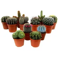 Plant in a Box Mélange de mini cactus - Set de 12 - Cactus - Hauteur 5-10cm - ⌀5,5cm