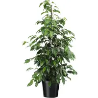 FloraStore Ficus pleureur - Ficus benjamina'Danielle'- Hauteur 100-110cm -⌀21cm