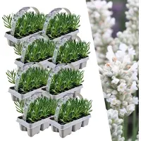 Frank GmbH Plants by Frank | 48 Plantes de lavande vraie blanche | Lavandula angustifolia | Couvre-sol rustique | Vivaces rustiques | Plantes de jardin