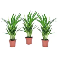 FloraStore Palmier areca - Set de 3 - Dypsis lutescens - Hauteur 30-45cm -⌀12cm