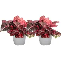 FloraStore Feuille de sang - Set de 2 - Iresine herbstii - Hauteur 20-30cm -⌀13cm