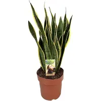 FloraStore Langue de belle-mère - Sansevieria trifasciata Laurentii - H65-75cm - ⌀21cm