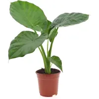 FloraStore Planteà grandes feuilles - Alocasia'Macrorrhizos'- Hauteur 60-70cm -⌀17cm