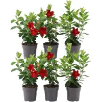 Frank GmbH Plants by Frank | 6 Dipladénia Red | Mandevilla | Fleurs Rouges | Floraison Abondante | Plantes de Jardin