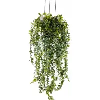 Noname Sztuczna roślina wisząca SENECIO, 60 cm