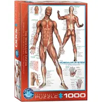 Eurographics Système musculaire Puzzle 1000 pièces