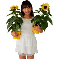 Boboli Chiffon Short Sleeve Short Dress Blanc 10 Years Fille