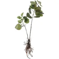 Mica Decorations Eucalyptus plante artificielle et ses racines vert H64