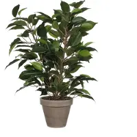 Mica Ficus Natsja Artificial Plant Vert