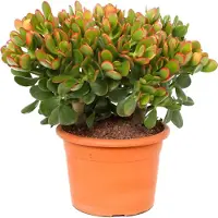 FloraStore Arbre de jade - Crassula ovata'Sunset'- Hauteur 30-35cm -⌀17cm
