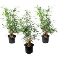 FloraStore Bambou non-traçant - Set de 3 - Fargesia rufa - Hauteur 25-40cm - ⌀13cm