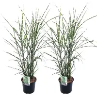 FloraStore Roseau de Chine - Set de 2 - Miscanthus sinensis'Zebrinus'- H20-30cm -⌀23cm