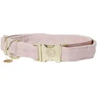 Kentucky Collier De Chien Velvet
