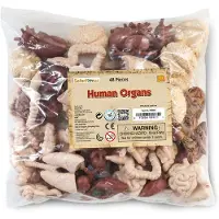 Safari Ltd Human Organs Figure 48 Pieces Multicolore From 3 Years Enfants