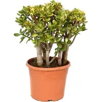FloraStore Arbre de jade - Crassula ovata'Sunset'- Hauteur 55-60cm -⌀30cm