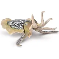 Collecta Seiche commune