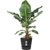Elho Greenville Pot De Fleurs Rond 55 - Noir - Ø 55 X H 50 Cm - Extérieur - 100% Recyclé