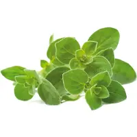 Click and Grow l'Origan Recharge Pack de 3