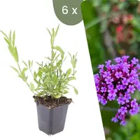 Frank GmbH Plants by Frank | 6 Plantes de verveine | Verbena bonariensis | Couvre-sol rustique | Vivaces rustiques | Plantes de jardin