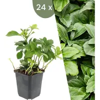 Frank GmbH Plants by Frank | 24 Plantes de pachysandre du Japon | Pachysandra terminalis | Couvre-sol rustique | Vivaces rustiques | Plantes de jardin