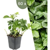 Frank GmbH Plants by Frank | 60 Plantes de pachysandre du Japon | Pachysandra terminalis | Couvre-sol rustique | Vivaces rustiques | Plantes de jardin