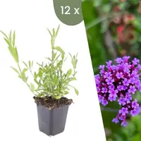 Frank GmbH Plants by Frank | 12 Plantes de verveine | Verbena bonariensis | Couvre-sol rustique | Vivaces rustiques | Plantes de jardin