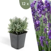 Frank GmbH Plants by Frank | 12 Plantes de lavande | Lavandula angustifolia 'Hidcote' | Couvre-sol rustique | Vivaces rustiques | Plantes de jardin