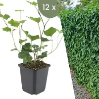 Frank GmbH Plants by Frank | 24 Plantes de lierre d'Irlande | Hedera hibernica | Couvre-sol rustique | Vivaces rustiques | Plantes de jardin
