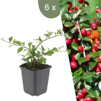Frank GmbH Plants by Frank | 6 Plantes de cotoneaster | Cotoneaster suecicus 'Coral Beauty' | Couvre-sol rustique | Vivaces rustiques | Plantes de jardin