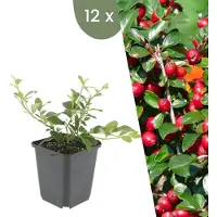 Frank GmbH Plants by Frank | 12 Plantes de cotoneaster | Cotoneaster suecicus 'Coral Beauty' | Couvre-sol rustique | Vivaces rustiques | Plantes de jardin