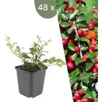 Frank GmbH Plants by Frank | 48 Plantes de cotoneaster | Cotoneaster dammeri | Couvre-sol rustique | Vivaces rustiques | Plantes de jardin