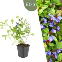 Frank GmbH Plants by Frank | 60 Plantes de plumbago | Ceratostigma plumbaginoides | Couvre-sol rustique | Vivaces rustiques | Plantes de jardin