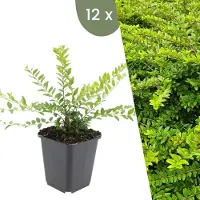 Frank GmbH Plants by Frank | 12 Plantes de chèvrefeuille arbustif | Lonicera nitida 'Maigrün' | Couvre-sol rustique | Vivaces rustiques | Plantes de jardin