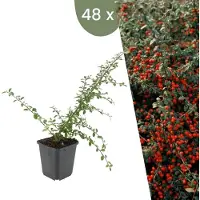 Frank GmbH Plants by Frank | 48 Plantes de cotoneaster | Cotoneaster suecicus 'Coral Beauty' | Couvre-sol rustique | Vivaces rustiques | Plantes de jardin