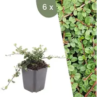 Frank GmbH Plants by Frank | 6 Plantes de cotoneaster | Cotoneaster prostratus 'Queen of Carpet' | Couvre-sol rustique | Vivaces rustiques | Plantes de jardin