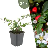 Frank GmbH Plants by Frank | 24 Plantes de cotoneaster | Cotoneaster dammeri 'Major' | Couvre-sol rustique | Vivaces rustiques | Plantes de jardin