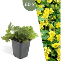 Frank GmbH Plants by Frank | 6 Plantes de waldsteinia | Waldsteinia ternata | Couvre-sol rustique | Vivaces rustiques | Plantes de jardin