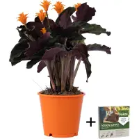 FloraStore Calathée - Calathea crocata'Tassmania'- Hauteur 40-50cm -⌀14cm