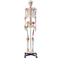 Vevor Modèle Anatomique du Squelette Humain 182 cm de Haut Squelette Humain Anatomique avec Marquage des Muscles Modèle d'Enseignement Détaillé en PVC avec Support en Inox Stable Médecine Recherches