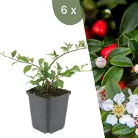 Frank GmbH Plants by Frank | 6 Plantes de cotoneaster | Cotoneaster dammeri 'Major' | Couvre-sol rustique | Vivaces rustiques | Plantes de jardin