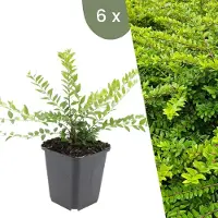Frank GmbH Plants by Frank | 6 Plantes de chèvrefeuille arbustif | Lonicera nitida 'Maigrün' | Couvre-sol rustique | Vivaces rustiques | Plantes de jardin
