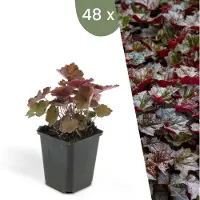 Frank GmbH Plants by Frank | 48 Plantes d'heuchère pourpre | Heuchera micrantha 'Palace Purple' | Couvre-sol rustique | Vivaces rustiques | Plantes de jardin