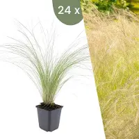 Frank GmbH Plants by Frank | 24 Plantes d'herbe à plumes | Stipa tenuissima 'Ponytails' | Graminées rustiques | Vivaces rustiques | Plantes de jardin
