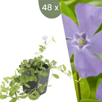Frank GmbH Plants by Frank | 48 Plantes de pervenche | Vinca minor | Couvre-sol rustique | Vivaces rustiques | Plantes de jardin