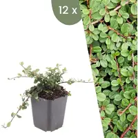 Frank GmbH Plants by Frank | 12 Plantes de cotoneaster | Cotoneaster prostratus 'Queen of Carpet' | Couvre-sol rustique | Vivaces rustiques | Plantes de jardin